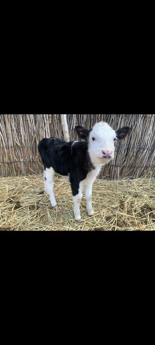 Бұзаулы сиыр сатылады