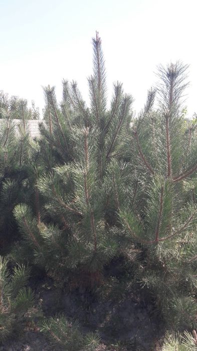 Archalar sotiladi  manzil Samarqand tuman