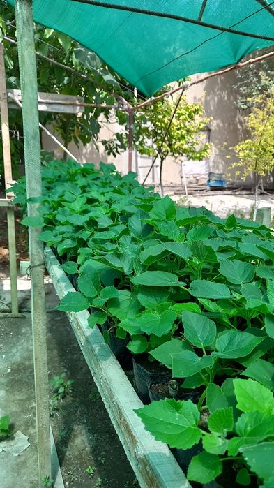 Павлония дунёда энг тез усувчи дарахт