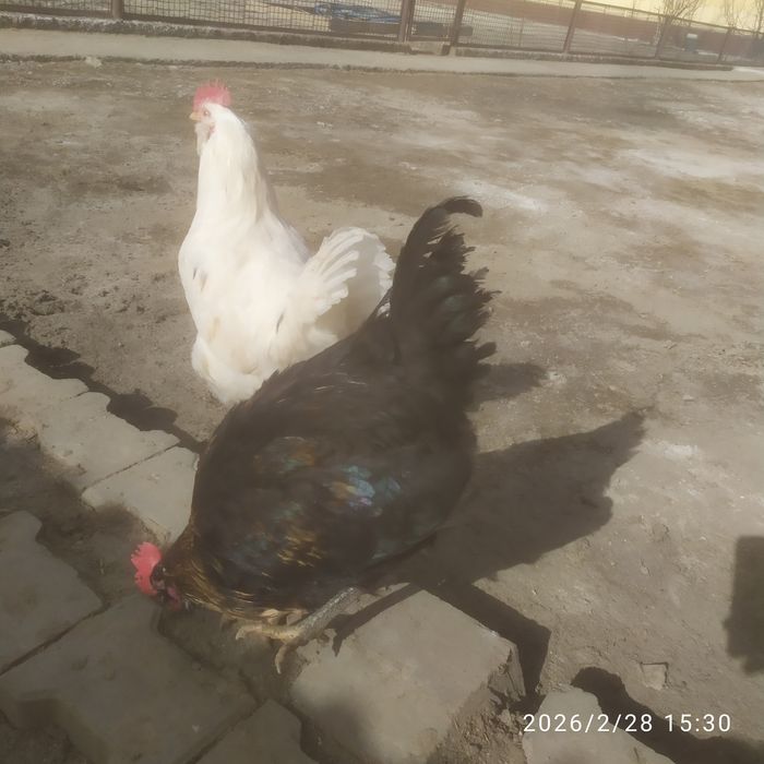 Продается петухи