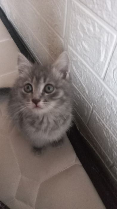 Отдам котёнка бесплатно