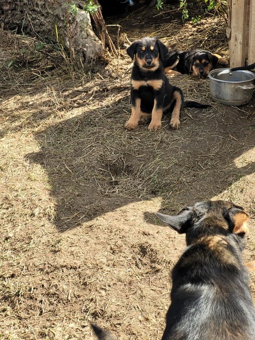 Donez Metiși de Copoi cu terrier