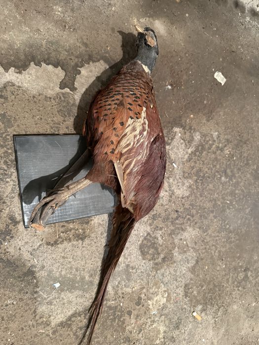 Продавам препариран фазан