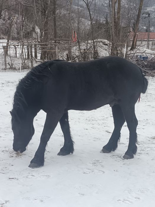 Armăsar negru 3 ani