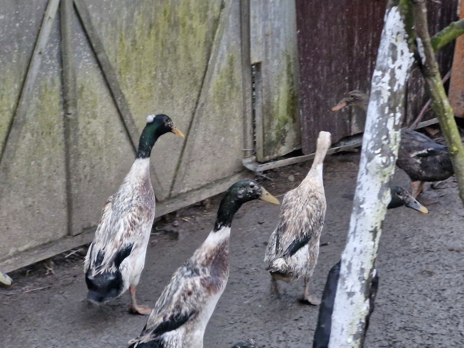 Rațe indiene  de vânzare