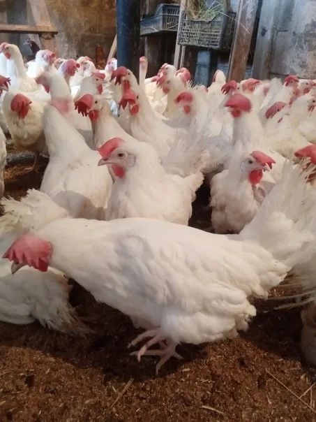 Куры белые и красные! Доставка до дома