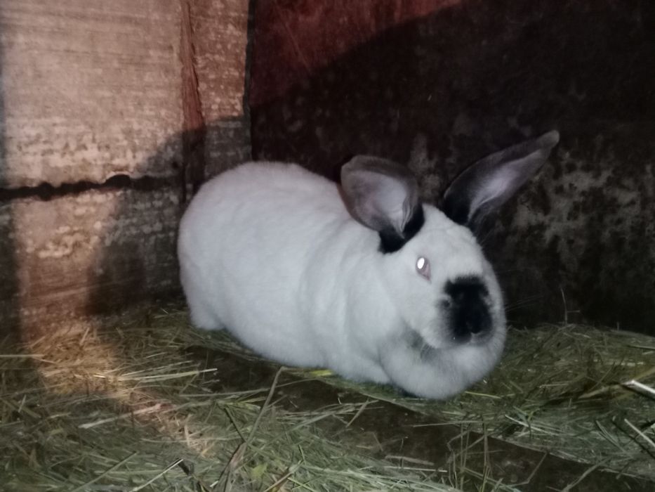 Продаются кролики