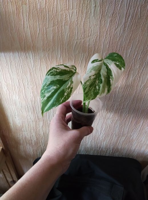 Комнатные цветы продажа