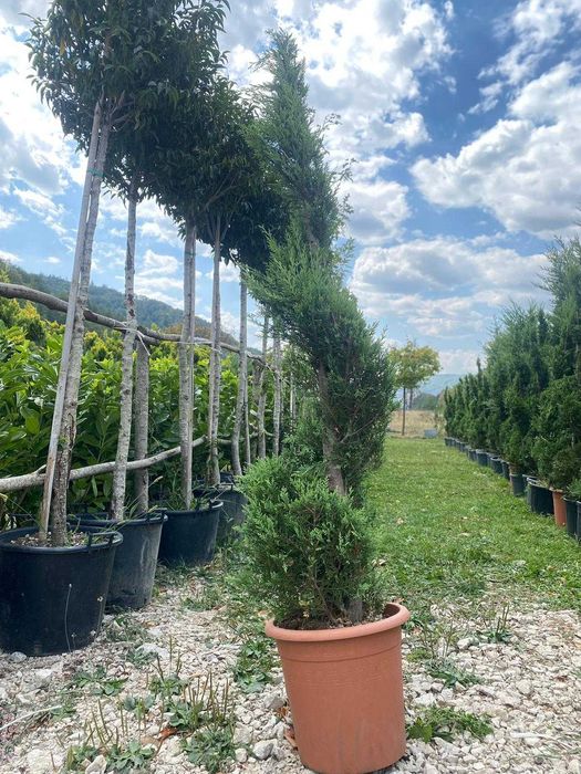 Plante Ornamentale de Calitate – Verifici Marfa la Descărcare