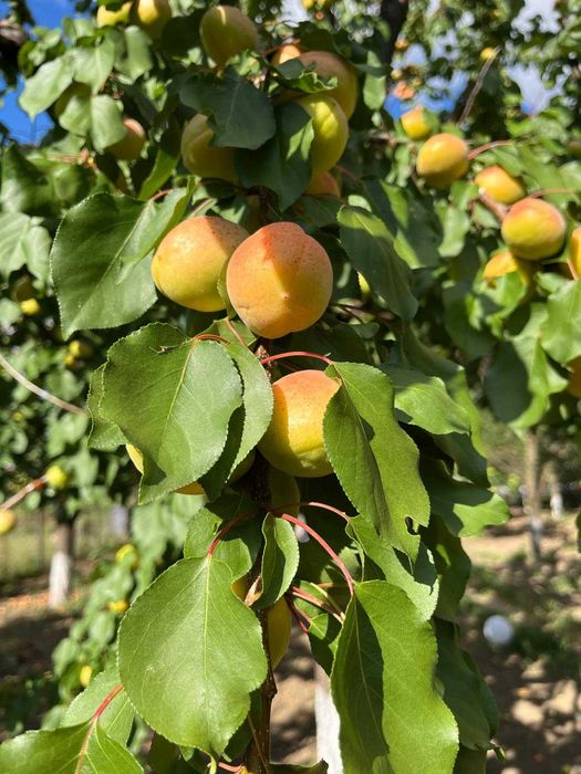Caise proaspete pentru dulceață și gem – 4 Ron/kg