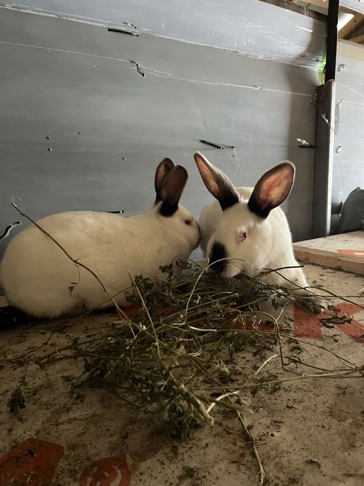 Vand iepuri californieni