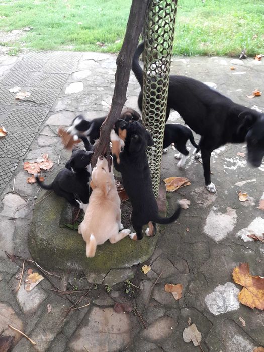 Подарявам малки кученца