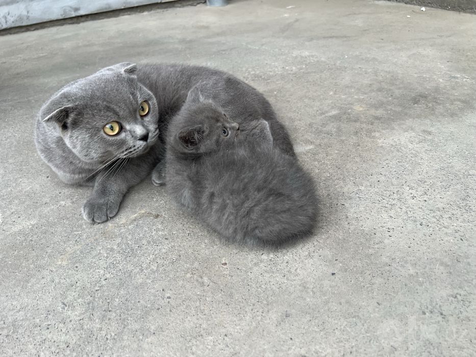 Scottish fold stray mushukcha