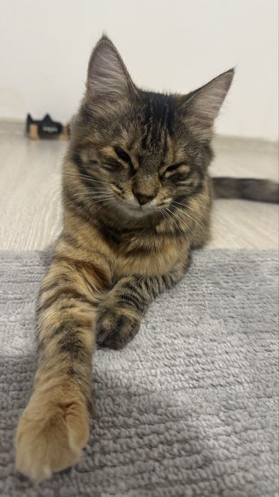 Потерялась Кошечка