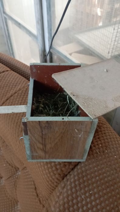 Амадинка дублнкалари.  Крик эллитача бор. Холати яхши.