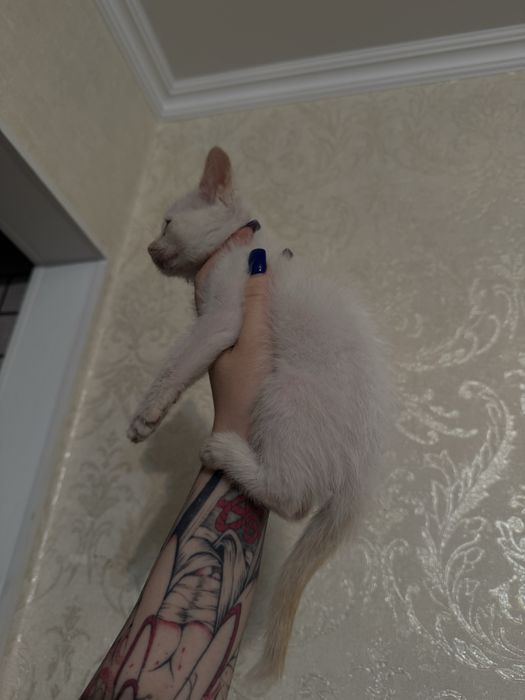 Спасенный котенок