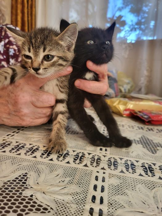 Пришахтинск.Котят в добрые руки.