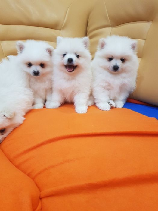 Померан померанчета Гр. София