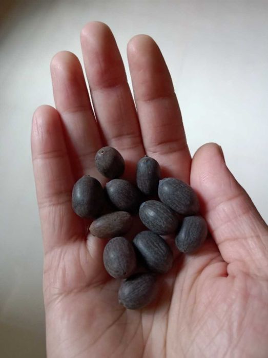 Seminte de lotus roşu şi roz