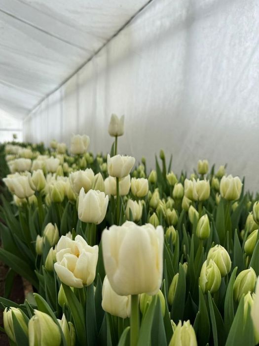 Голландские тюльпаны от производителя, оптом