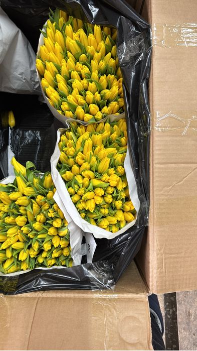 Тюльпан ОПТОМ предзаказ