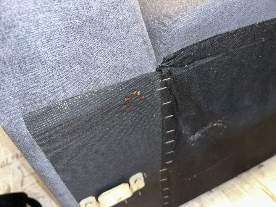 Dezinsecție Plosnite de pat dezinsecție cu aparat profesional cu abur