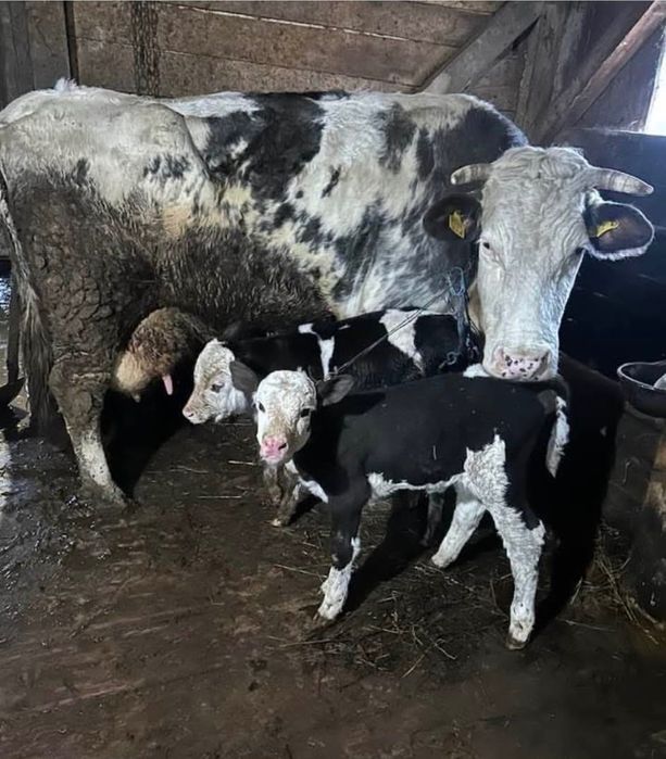 Vaci de vanzare cu lapte