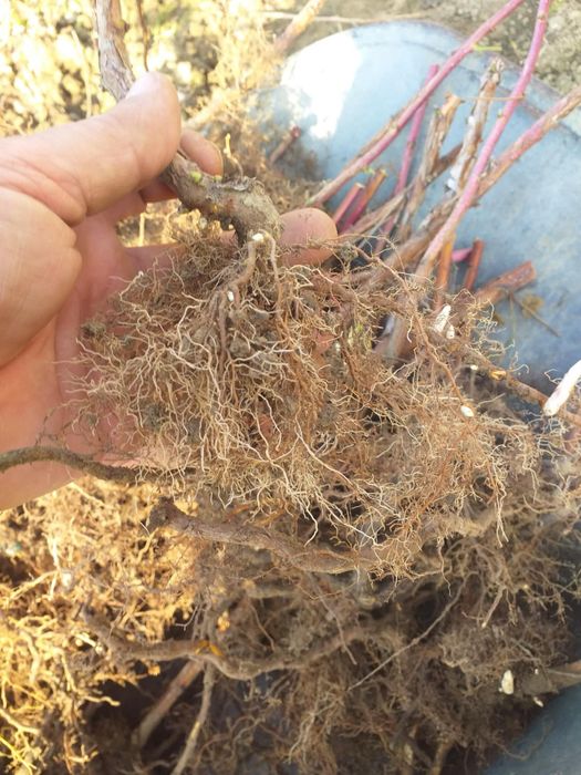 Drajoni zmeura polka