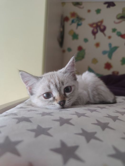 Дарим симпатичного котенка