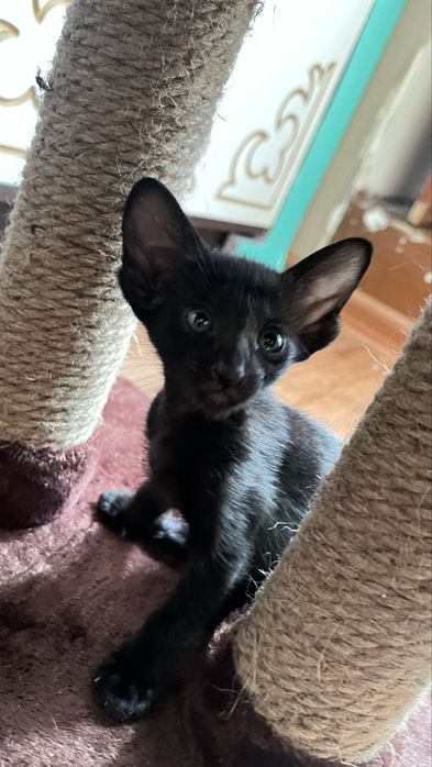 Ориентальные котята