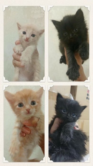 Котята ищут дом