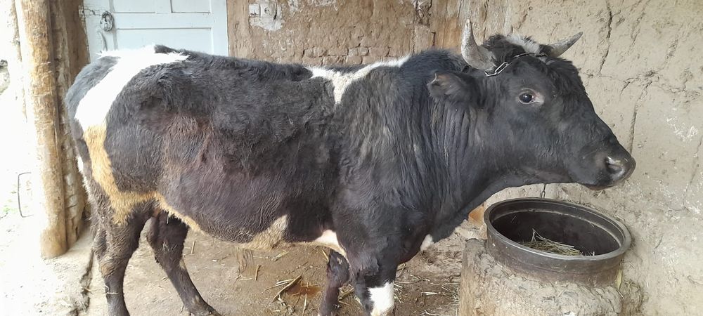 Ho'kiz yoshi 3yoshda