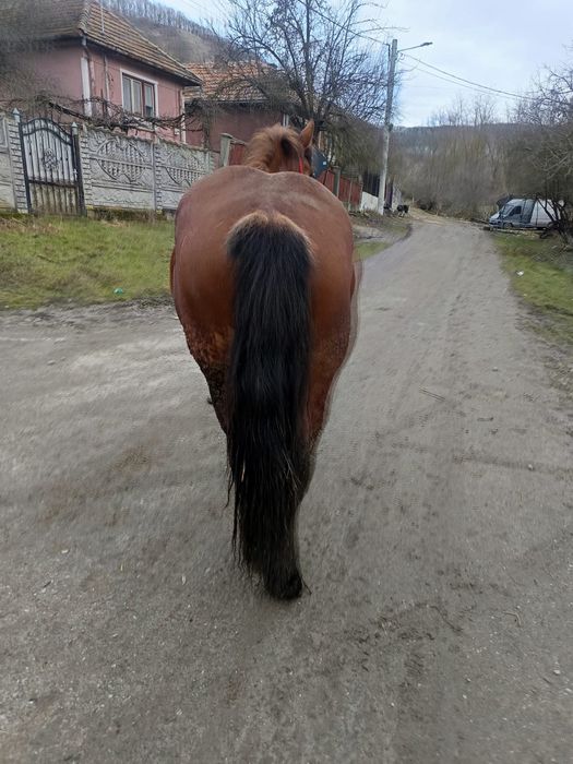 Vând sau schimb cu vaci sau juninci