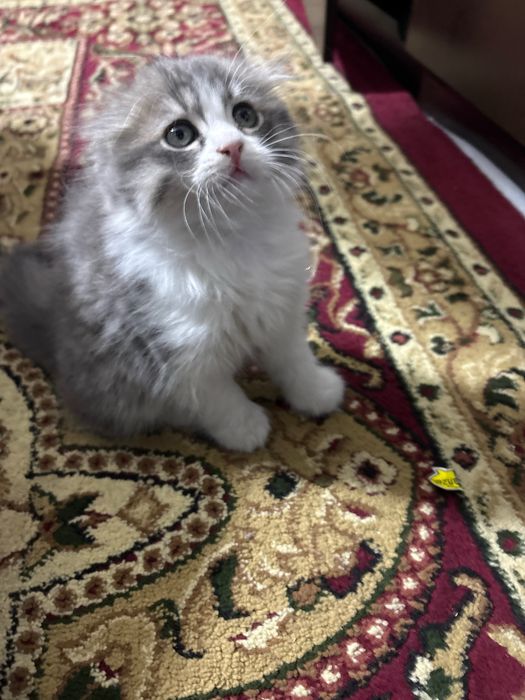 2 oyli ogil scotish fold