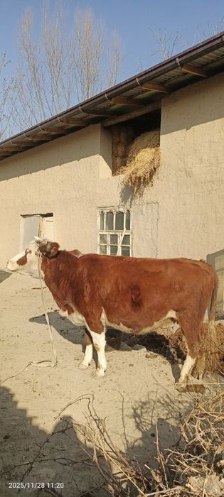 Smental gibrit Bug'oz sigir sotiladi