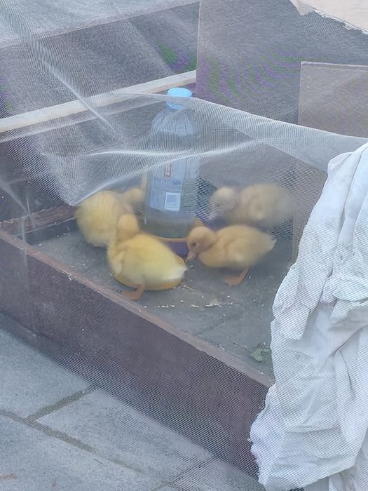 Vând 4 Boboci de rața pekin