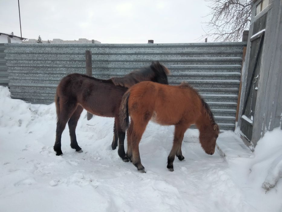 Продам жабагы еркек ургашы.