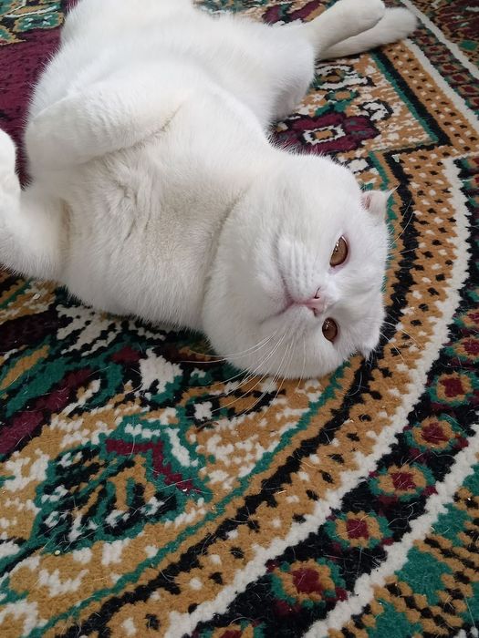 Шапландия мушуги