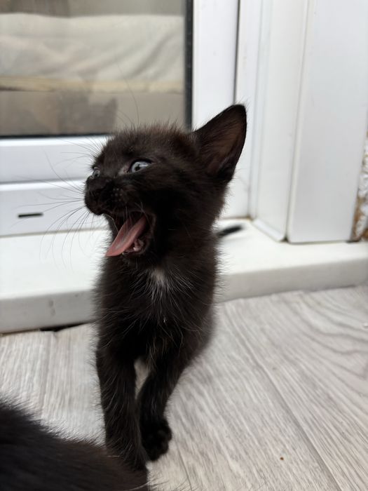 Котенок в добрые руки