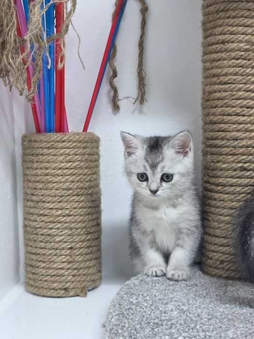 Котята ШотЛанДскиЕ КошЕчки