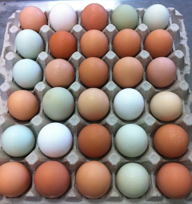 Продам домашних февральских цыплят