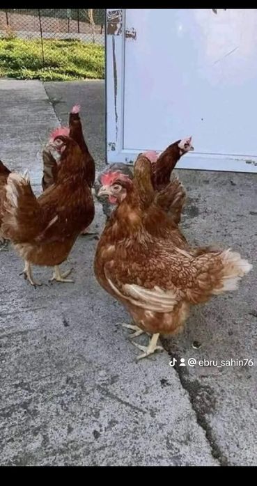 Găini outoare la vanzare