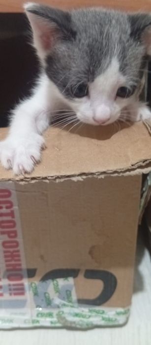 Отдадим котят бесплатно