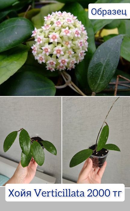Хойи разные сорта комнатные цветы