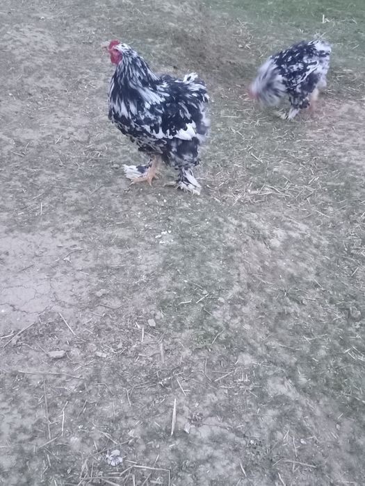 Cocoși  brahma  negru bobat