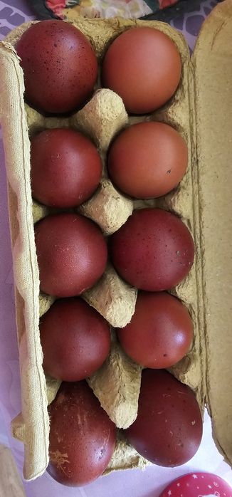 Vând ouă Marans Negru Arămiu ptr incubat