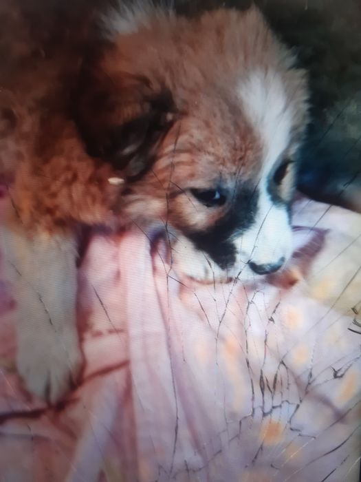 Пушистые щенки в добрые руки