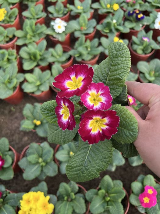 Примула primula mavsumiy gullar