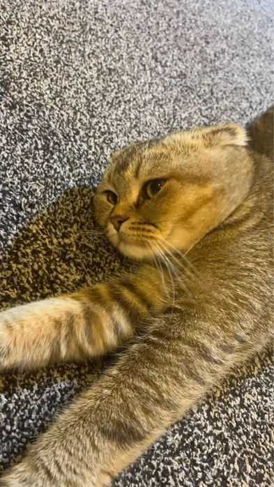 Тикированный SCOTTISH FOLD кот продам