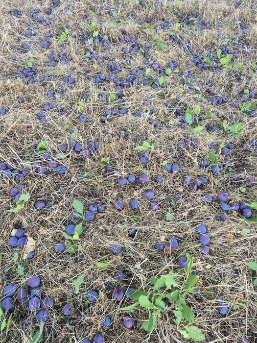 Prune pentru țuica